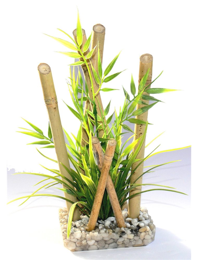 Sydeco bamboo large plants