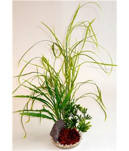 Sydeco lily grass rock