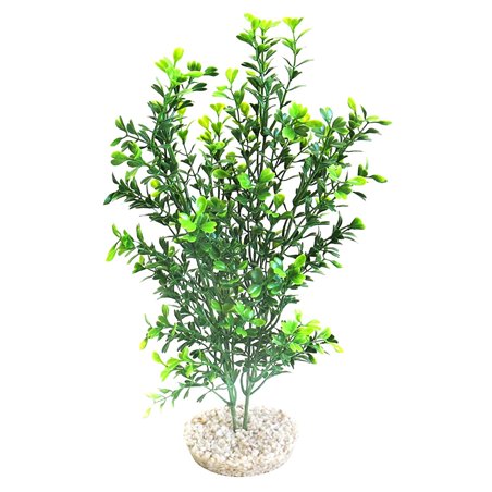 Sydeco natural curly plant