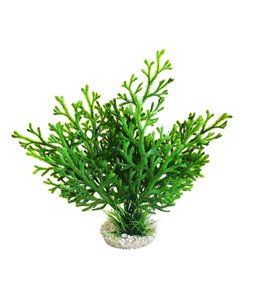 Sydeco microsorum plant