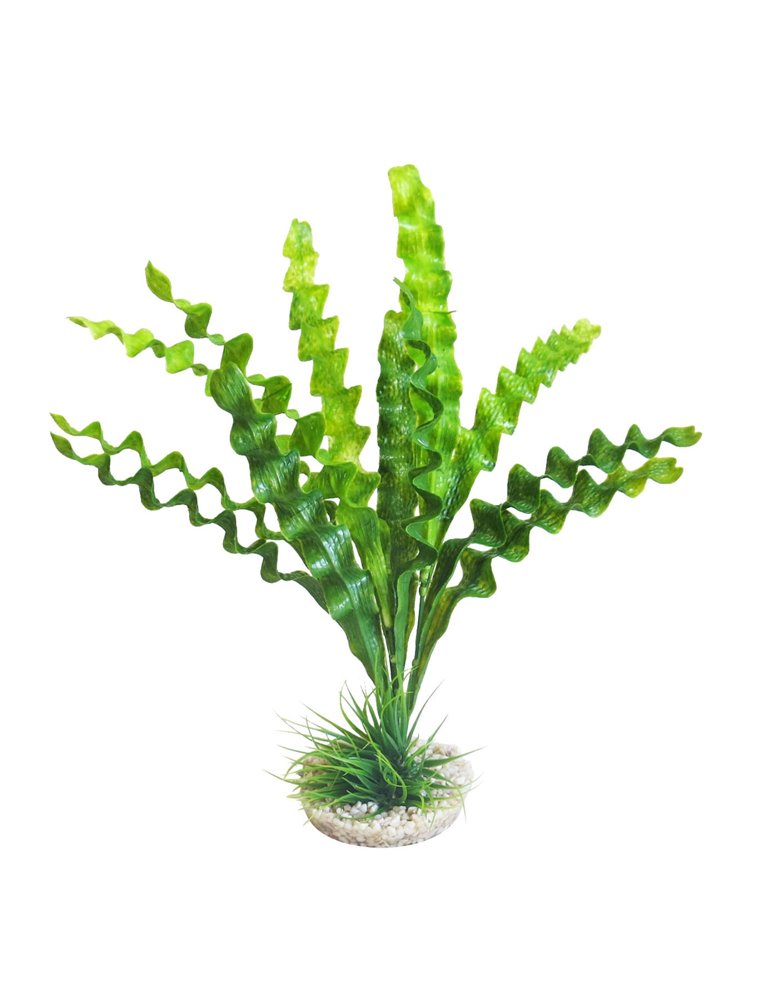 Sydeco aponogeton plant