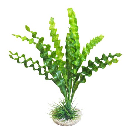 Sydeco aponogeton plant