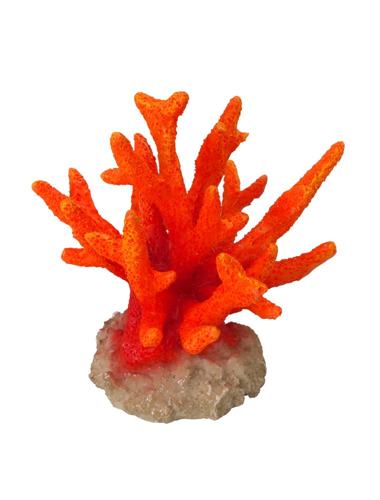 Coral seriatopora