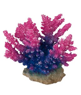 Coral acropora