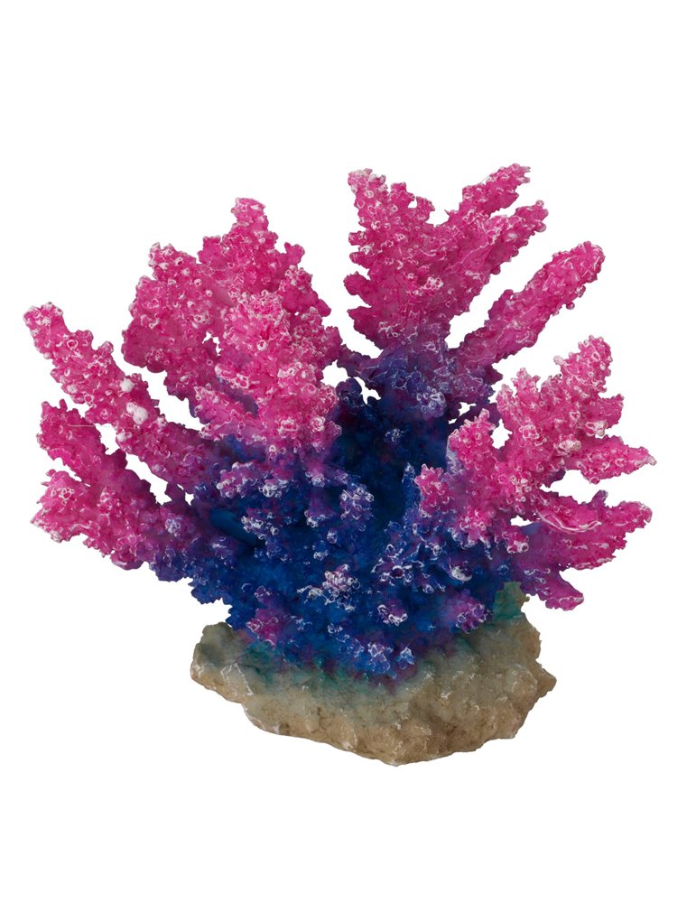 Coral acropora