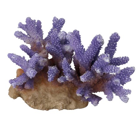 Koraal acropora - 15,5x12x10CM