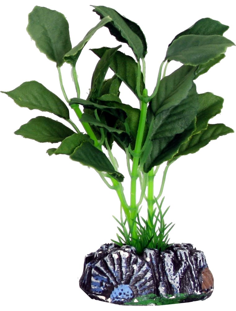 Aq. plant zijde brasil plant1 s