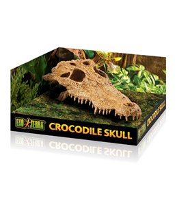 Ex krokodillenschedel