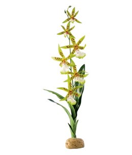 Ex spinnen orchidee